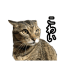 実写！猫殿スタンプ（個別スタンプ：22）