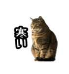 実写！猫殿スタンプ（個別スタンプ：24）