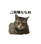 実写！猫殿スタンプ（個別スタンプ：25）