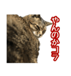 実写！猫殿スタンプ（個別スタンプ：26）