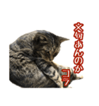 実写！猫殿スタンプ（個別スタンプ：27）