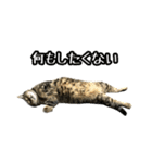 実写！猫殿スタンプ（個別スタンプ：30）