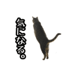 実写！猫殿スタンプ（個別スタンプ：31）