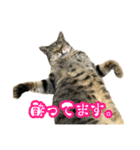 実写！猫殿スタンプ（個別スタンプ：32）