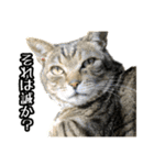 実写！猫殿スタンプ（個別スタンプ：33）