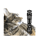実写！猫殿スタンプ（個別スタンプ：34）