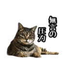 実写！猫殿スタンプ（個別スタンプ：35）