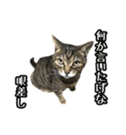 実写！猫殿スタンプ（個別スタンプ：36）