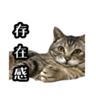 実写！猫殿スタンプ（個別スタンプ：37）