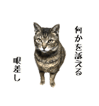 実写！猫殿スタンプ（個別スタンプ：38）