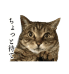 実写！猫殿スタンプ（個別スタンプ：39）