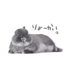 うさぎのこじろう（個別スタンプ：1）