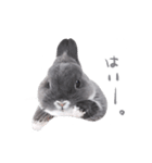 うさぎのこじろう（個別スタンプ：2）