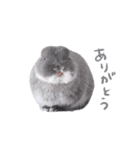 うさぎのこじろう（個別スタンプ：4）