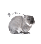 うさぎのこじろう（個別スタンプ：8）