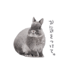 うさぎのこじろう（個別スタンプ：10）