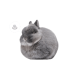 うさぎのこじろう（個別スタンプ：12）