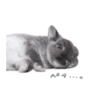 うさぎのこじろう（個別スタンプ：14）
