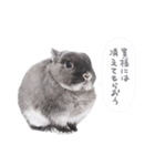 うさぎのこじろう（個別スタンプ：19）
