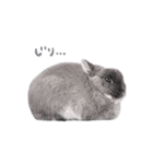 うさぎのこじろう（個別スタンプ：24）