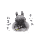 うさぎのこじろう（個別スタンプ：29）