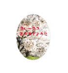 My photograph +（個別スタンプ：6）