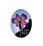 My photograph +（個別スタンプ：10）