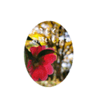 My photograph +（個別スタンプ：11）