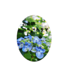 My photograph +（個別スタンプ：12）