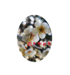 My photograph +（個別スタンプ：24）