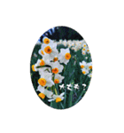 My photograph +（個別スタンプ：35）