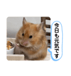 可愛いこつぶの日常3（個別スタンプ：1）