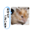 可愛いこつぶの日常3（個別スタンプ：2）