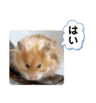 可愛いこつぶの日常3（個別スタンプ：4）