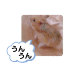 可愛いこつぶの日常3（個別スタンプ：6）