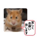 可愛いこつぶの日常3（個別スタンプ：8）