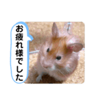 可愛いこつぶの日常3（個別スタンプ：9）
