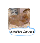 可愛いこつぶの日常3（個別スタンプ：10）