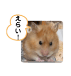 可愛いこつぶの日常3（個別スタンプ：11）