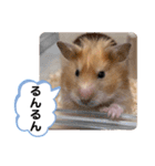 可愛いこつぶの日常3（個別スタンプ：12）