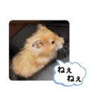 可愛いこつぶの日常3（個別スタンプ：14）