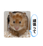 可愛いこつぶの日常3（個別スタンプ：15）