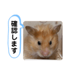可愛いこつぶの日常3（個別スタンプ：17）