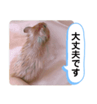 可愛いこつぶの日常3（個別スタンプ：20）