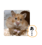 可愛いこつぶの日常3（個別スタンプ：24）