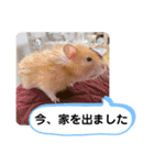 可愛いこつぶの日常3（個別スタンプ：27）