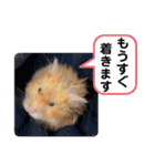 可愛いこつぶの日常3（個別スタンプ：30）