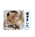 可愛いこつぶの日常3（個別スタンプ：31）
