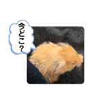 可愛いこつぶの日常3（個別スタンプ：32）