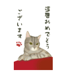 おめでとうの宝箱❤️モフ猫連合❤️BIG（個別スタンプ：20）